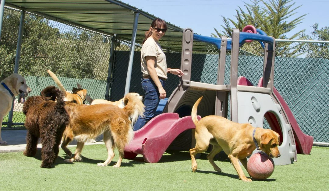 Dog Daycare Services